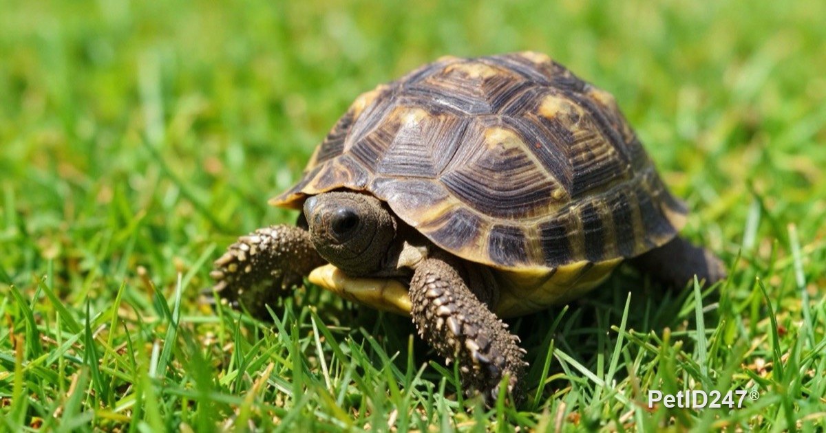 Tortoise Care Basics: Sunlight, Heat and Diet