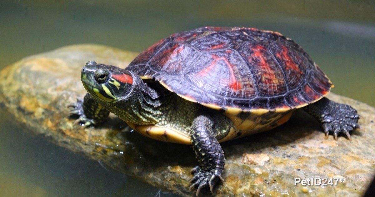 Never Release Pet Turtles Into Ponds and Lakes