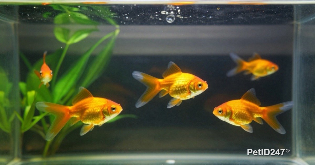 How Much to Feed Aquarium Fish