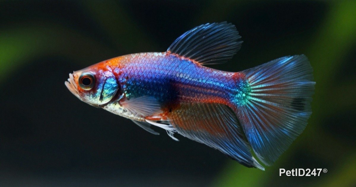 Betta Fish Care: Keeping Your Betta Healthy for Longer