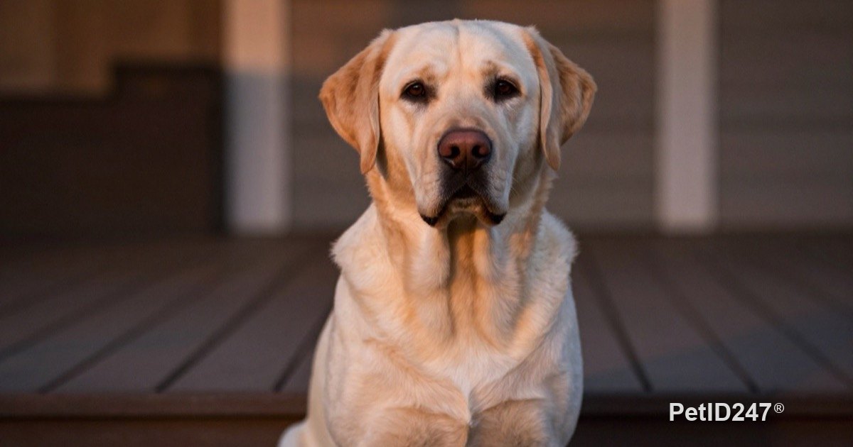 Heartworm in Dogs: Mosquito-Borne and Preventable