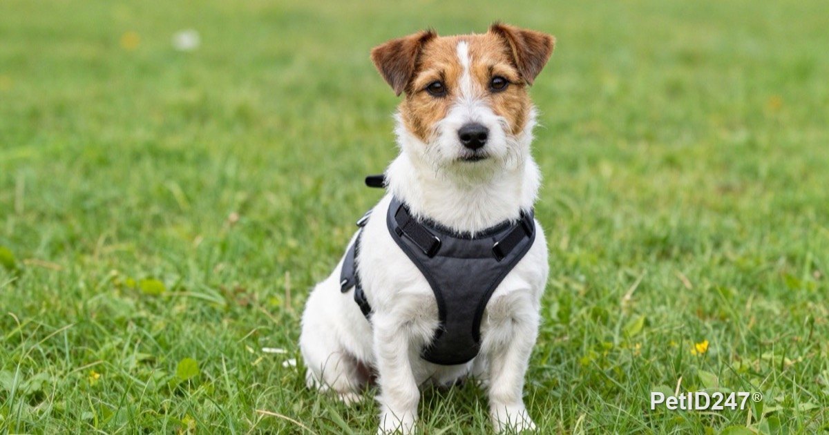 Dog Coughing for Days: Kennel Cough and Other Causes